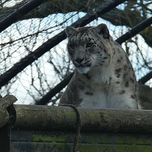 Snow leopard