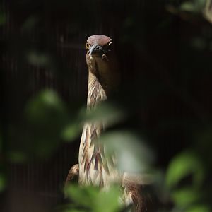 Japanese night heron (Gorsachius goisagi)
