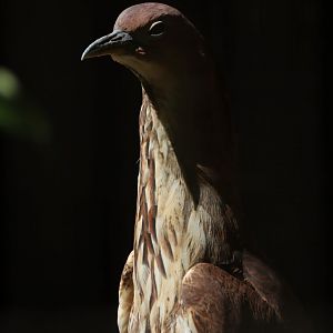 Japanese night heron (Gorsachius goisagi)