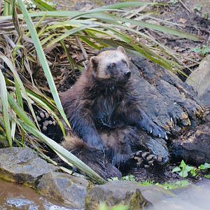 Wolverine - May 2023