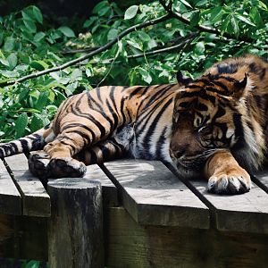 Sumatran Tiger - May 2023