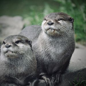 Asian Short Clawed Otter - May 2023