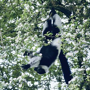 Black And White Ruffed Lemur - May 2023