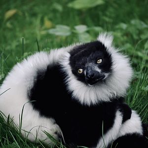 Black And White Ruffed Lemur - May 2023