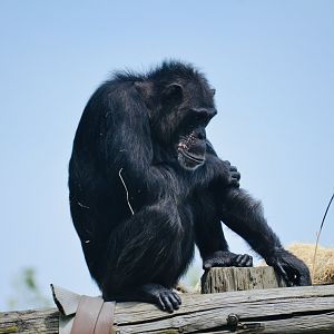 Chimpanzee - May 2023