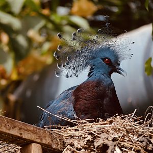 Victoria Crowned Pigeon - May 2023