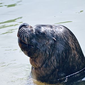 Patagonian Sea Lion - May 2023