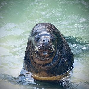 Patagonian Sea Lion - May 2023
