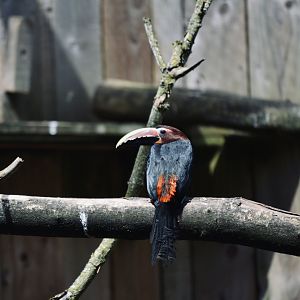 Green Aracari - May 2023