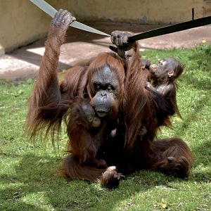 Bornean Orangutan - May 2023