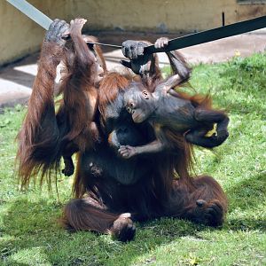 Bornean Orangutan - May 2023