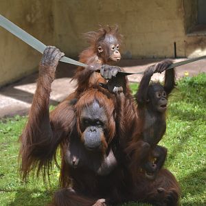 Bornean Orangutan - May 2023