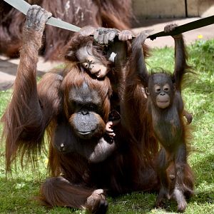 Bornean Orangutan - May 2023