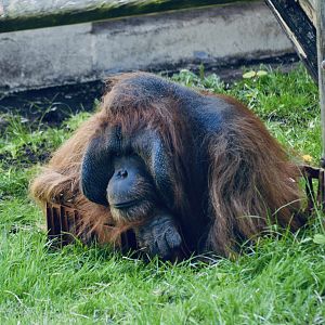 Bornean Orangutan - May 2023