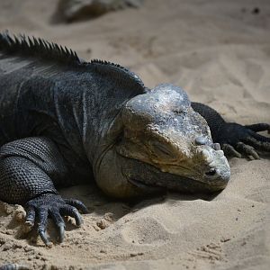 Rhinoceros Iguana - May 2023