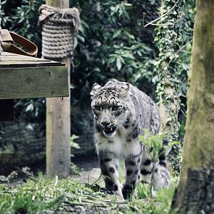 Snow Leopard - May 2023