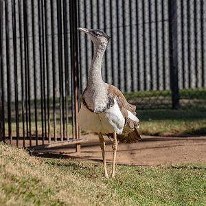 Australian Bustard