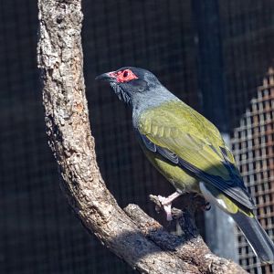 Australasian Figbird