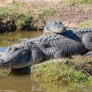 American Alligator