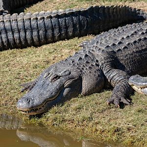 American Alligator