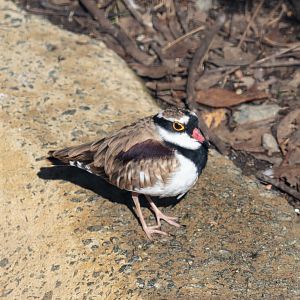 Black-fronted Dotterel