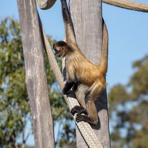 Black-handed Spider Monkey