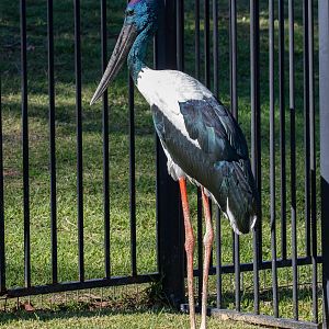 Black-necked Stork