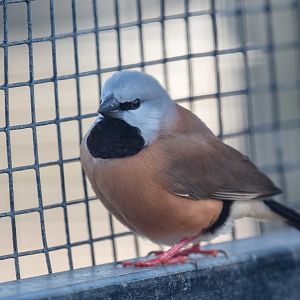 Black-throated Finch