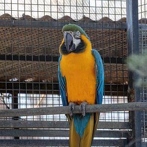 Blue-&-Gold Macaw