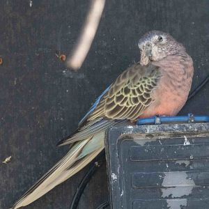 Bourke's Parrot