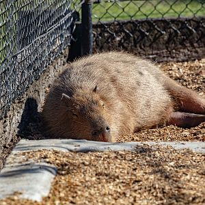 Capybara