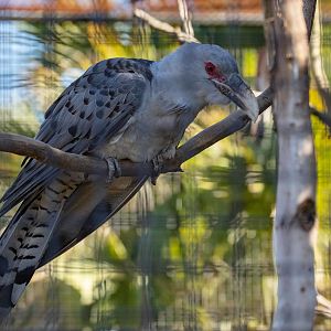 Channel-billed Cuckoo