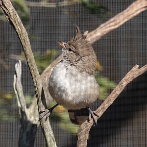 Chiming Wedgebill