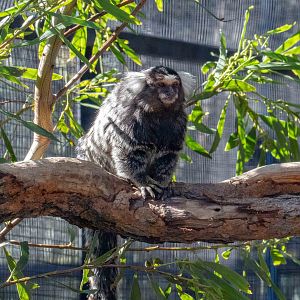 Common Marmoset