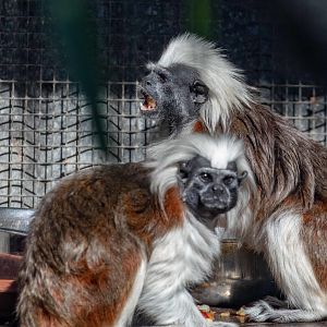 Cottontop Tamarin
