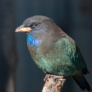Dollarbird