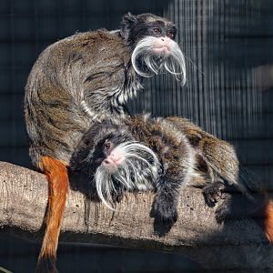 Emperor Tamarin