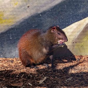 Golden Agouti