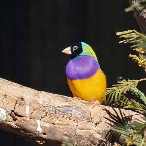 Gouldian Finch