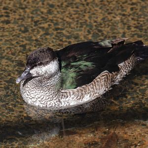 Green Pygmy Goose