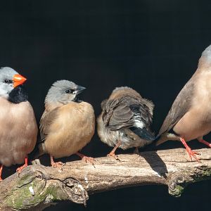 Heck's Long-tailed Finch family