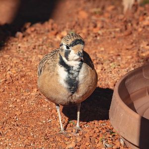 Inland Dotterel