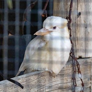 White mutation Kookaburra