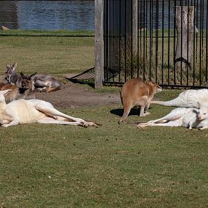 Macropod Walkthrough with three sp. of macropod
