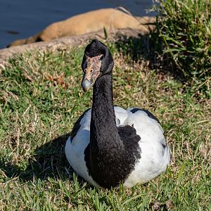 Magpie Goose