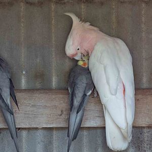 Major Mitchell preening a Cockatiel