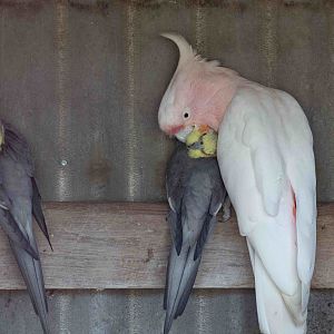 Major Mitchell preening a Cockatiel