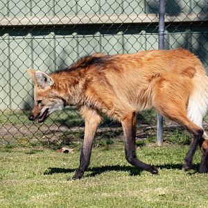 Maned Wolf