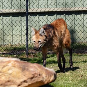 Maned Wolf