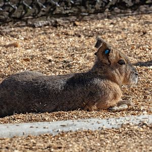 Mara (aka Patagonian Cavy)